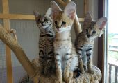 Pisici Serval și Savannah