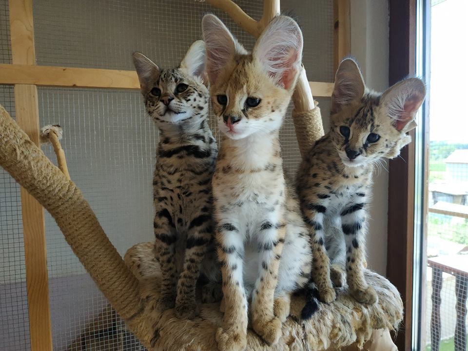 Pisici Serval și Savannah
