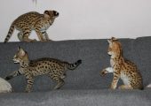 Pisici Serval și Savannah