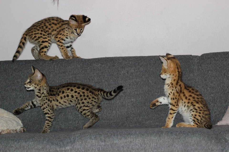 Pisici Serval și Savannah