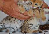 Pisici Serval și Savannah