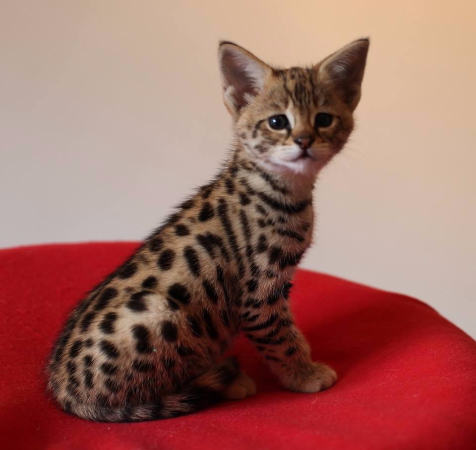 Pisici Serval și Savannah
