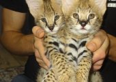 Pisici Serval și Savannah