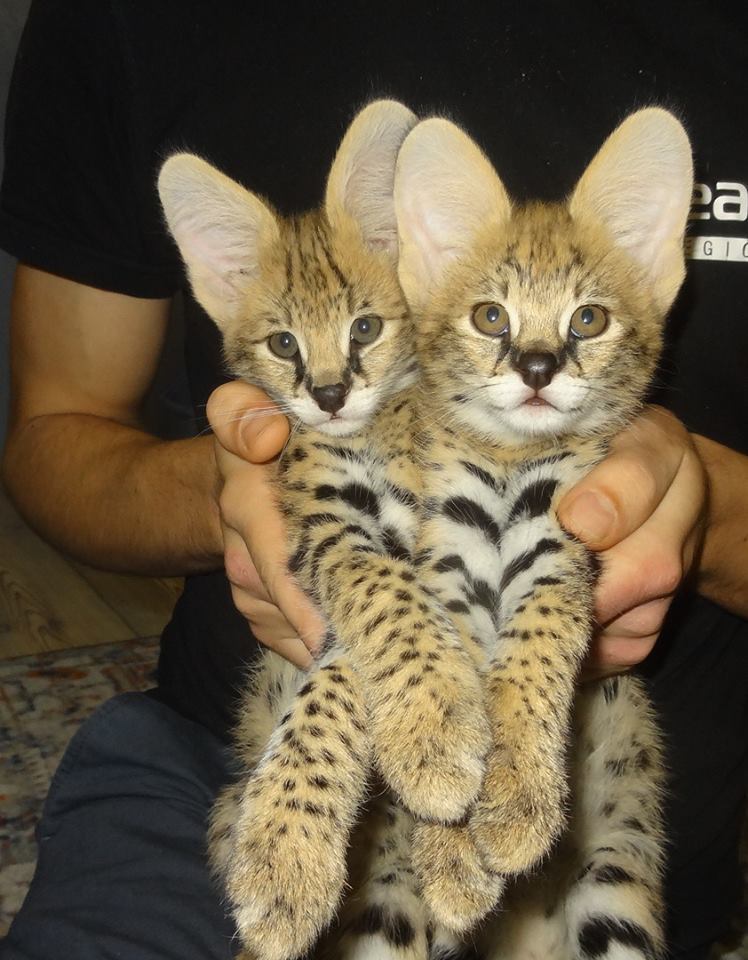 Pisici Serval și Savannah