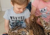 Pisici Serval și Savannah