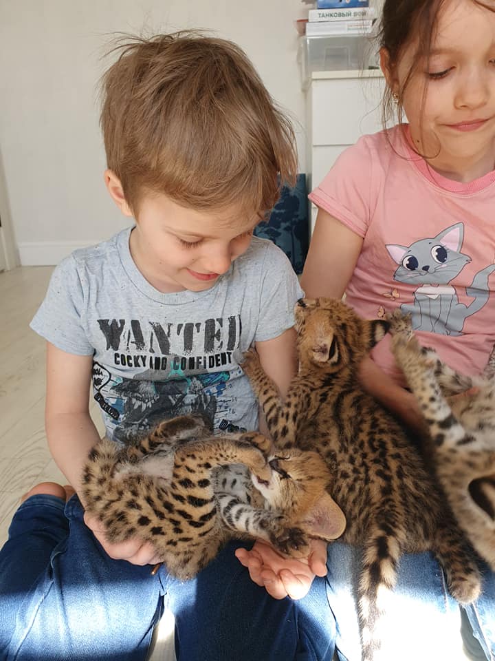 Pisici Serval și Savannah