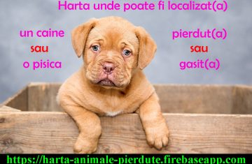 animal-pierdut
