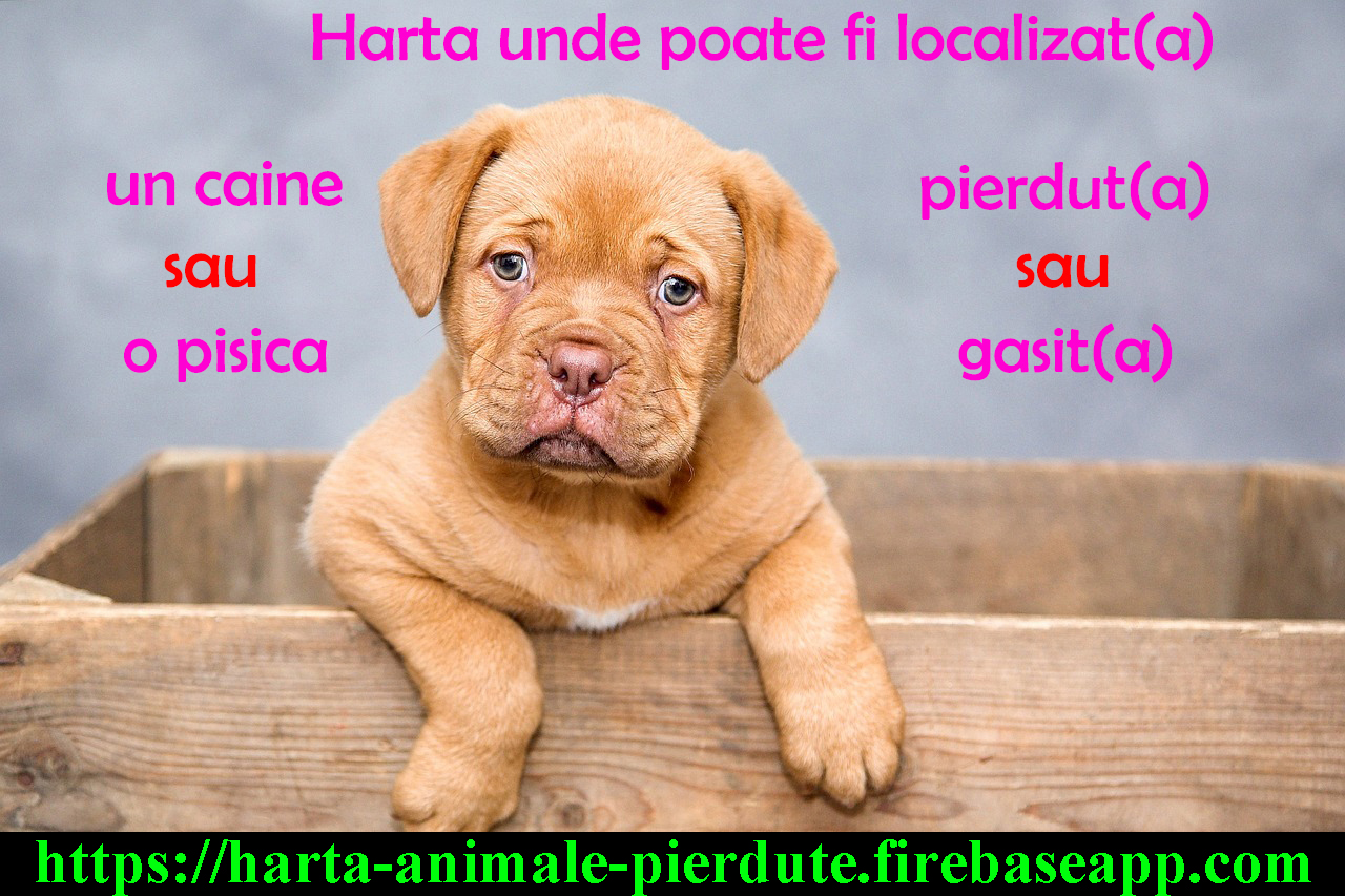 Animale pierdute si animale gasite – harta nationala AniMap cu localizare