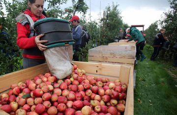 apple-pickers