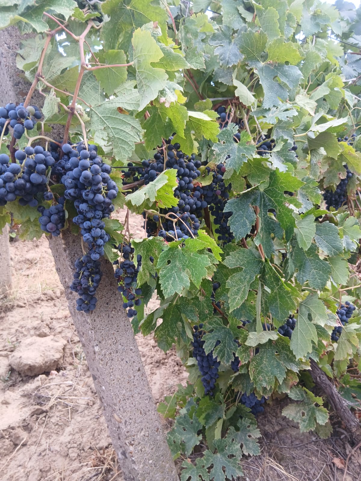 Struguri de vânzare