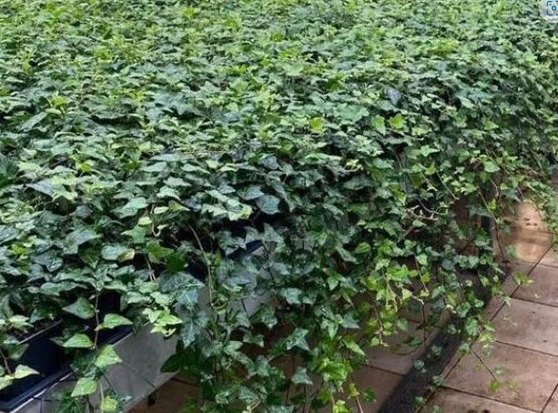 Iedera helix gard viu vesnic verde -100 buc
