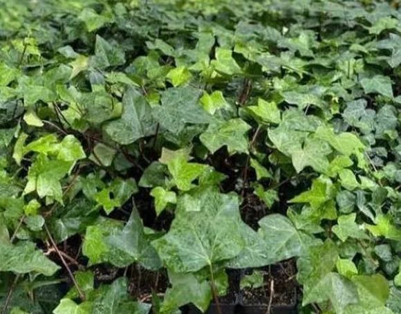 Iedera helix gard viu vesnic verde -100 buc