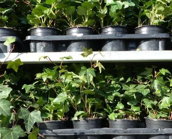 Iedera helix gard viu vesnic verde -100 buc