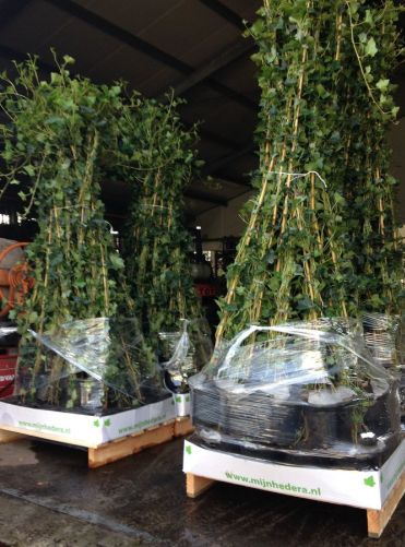 Iedera helix gard viu vesnic verde -100 buc