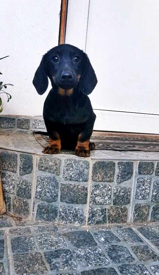 Teckel, masculi,par scurt, mini, arlechin si black and tan