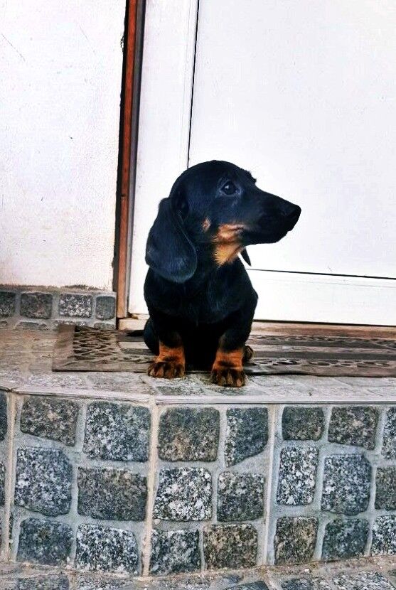Teckel, masculi,par scurt, mini, arlechin si black and tan